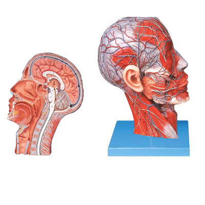 頭部正中矢狀切面附血管神經(jīng)型 yj/sj0010