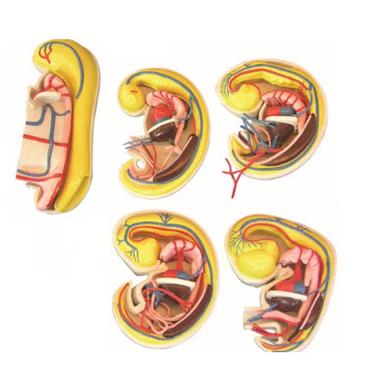 消化、呼吸、泌尿生殖、體腔的發生解剖示教模型 YJ/ZZ2017